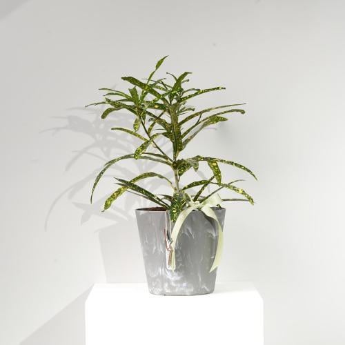 نبات كوديوم