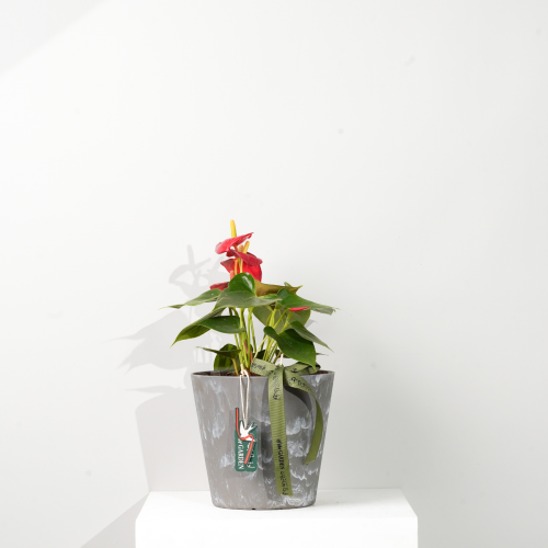 نبات الانثريوم