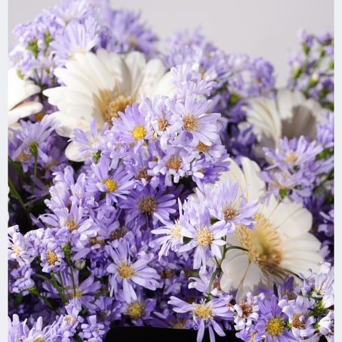 باقة استر البنفسجي