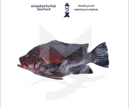 سمك بنت الربان ( 1ك )
