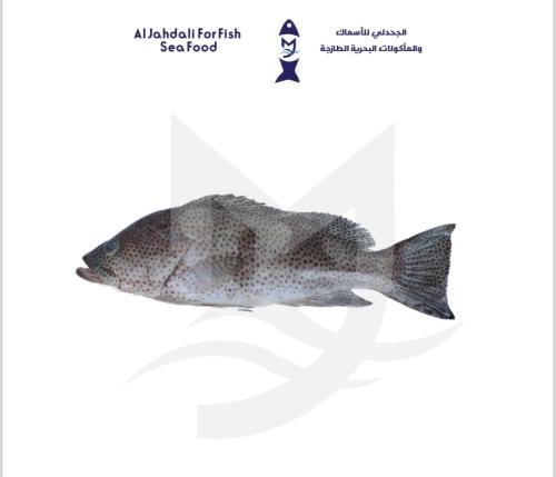 سمك هامور ( 1ك )