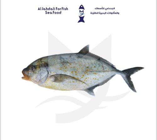 سمك بياض قز ( 1ك )