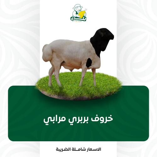 عقيقة خروف بربري