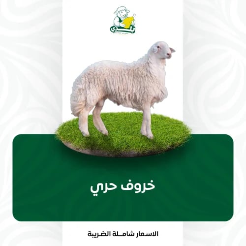 عقيقة حري