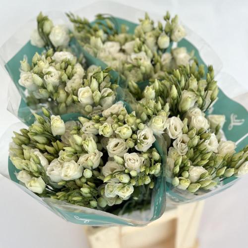 استوما ابيض 10 اغصان