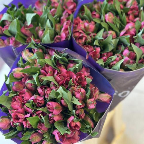 استرميريا فوشي 10 اغصان