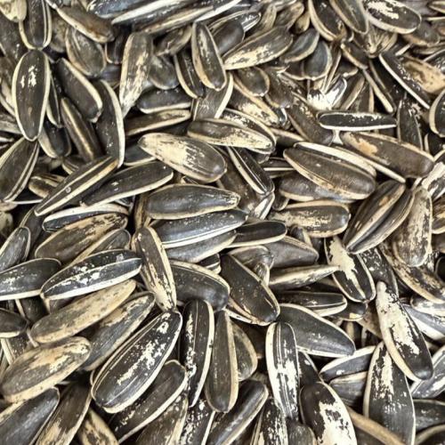 فصفص دوار الشمس غير مملح