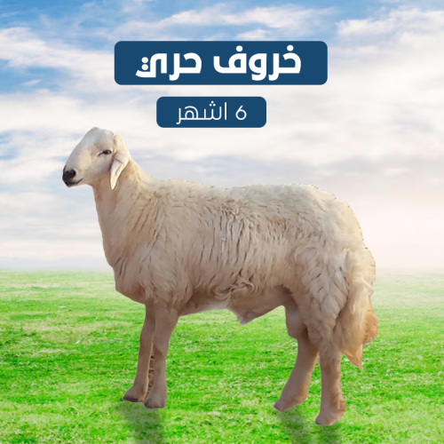 خروف حري 6 شهور