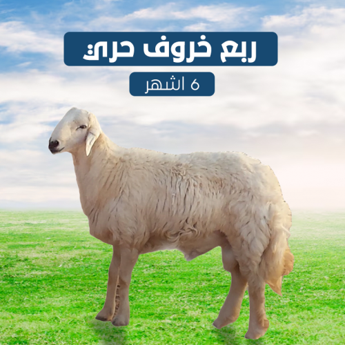 نصف خروف حري 6 شهور