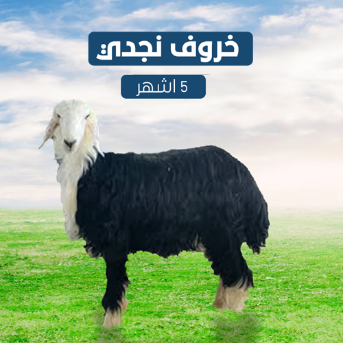 خروف نجدي ٥ اشهر