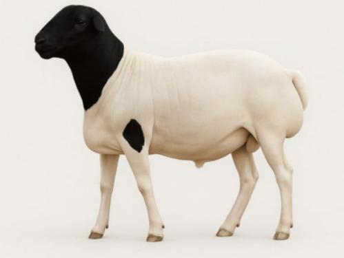 Eid victim