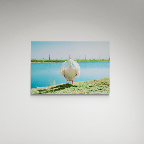 لوحة فنية بطة - صورة (104)