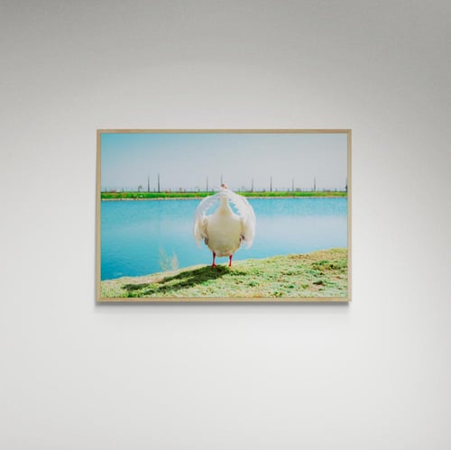 لوحة فنية بطة - صورة (104)