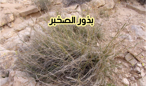 بذور الصخبر (5 بذرات)