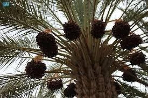 كيلو تمر خلاص وادي الدواسر فذ هليل فلة