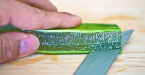 شتلة الصبار صغيرة طبيعية، مناسبة لركن القهوة او ال...