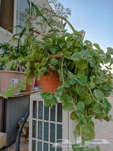 شتلة الشار .