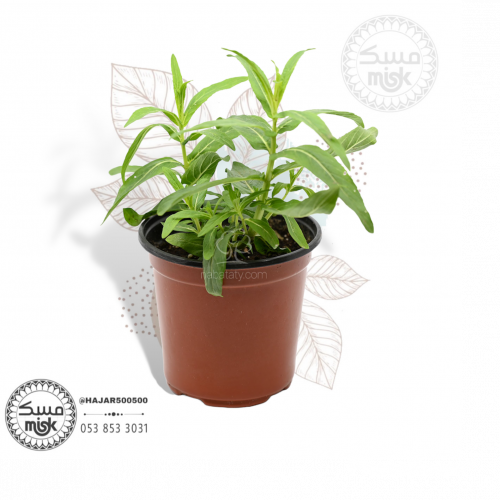 شتلة حبق المدينة.