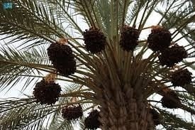 5 كيلو تمر خلاص وادي الدواسر فذ هليل فلة