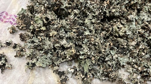 الشنة الأشنة - شيبة حجازية عالية الجودة. 80 جرام