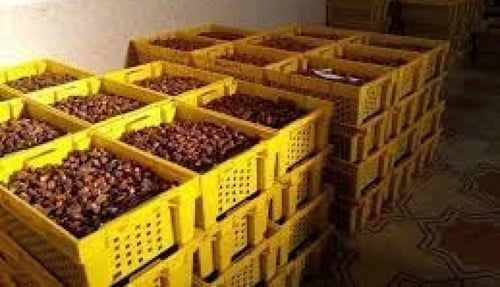 10 كيلو تمر خلاص وادي الدواسر فذ هليل فلة