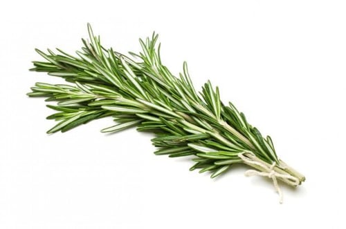 اكليل الجبل / روز ماري