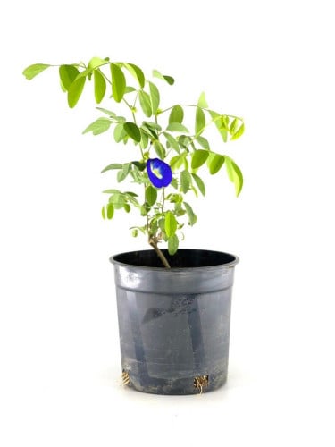 شتلة الشاي الأزرق.