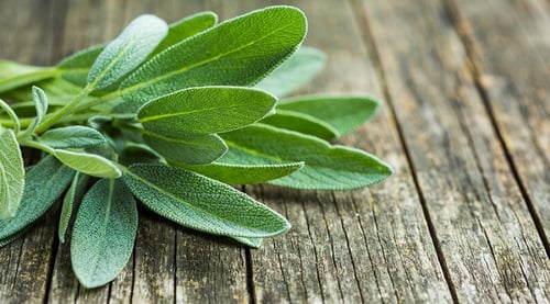 شتلة ميرامية