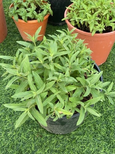 شتلة حبق المدينة.