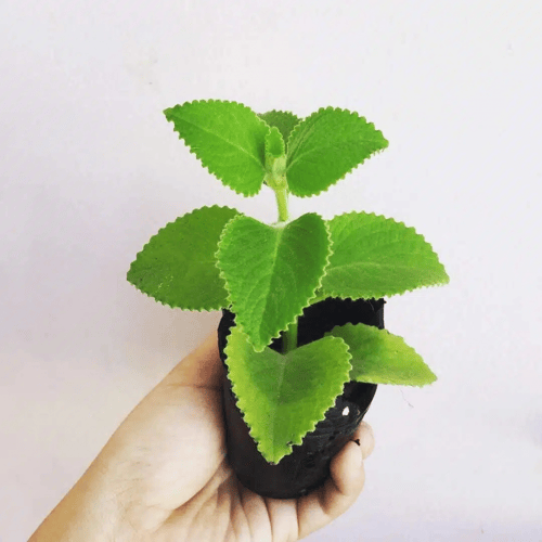 شتلة الشار .