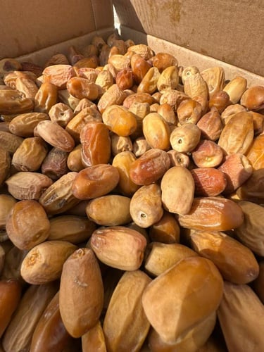 جسب قصب كسب تمر (بديرة) لين طري 2 كيلو جرام