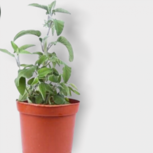 شتلة ميرامية