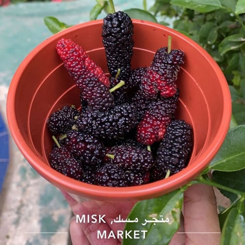 ربع كيلو ثمار التوت متاح لمدينه بيشة.
