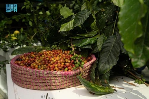 خلطة القهوة البيشية 500 جرام أصالة الضيافة العربية