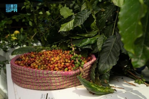 خلطة القهوة البيشية 500 جرام أصالة الضيافة العربية