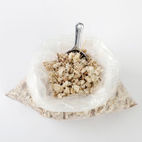 زهرة رجل الأسد