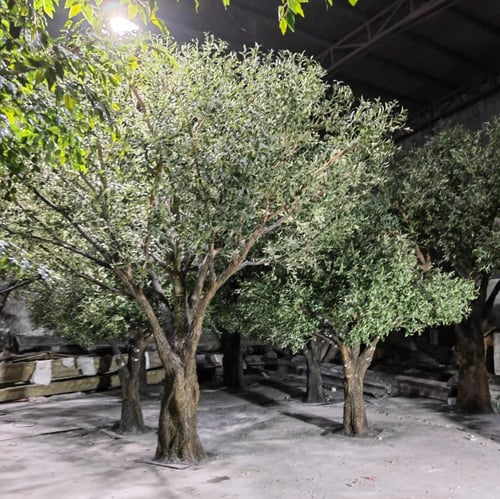 شجرة الزيتون