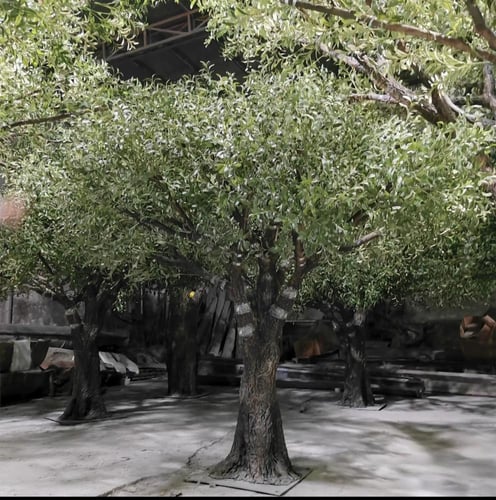 شجرة الزيتون