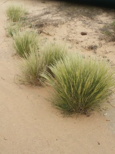 بذور نصي مقدار فنجال مع شوائب Stipagrostis