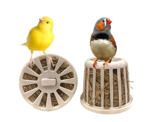 خيوط تعشيش طيور صغيره