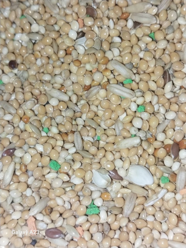 اكل بادجي مع فيتامين بينيلوكس 1 كيلو