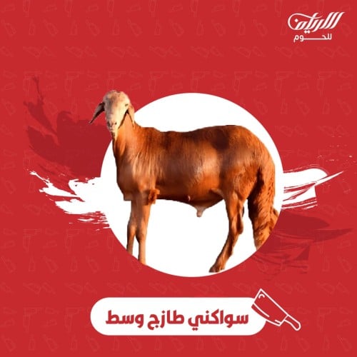 سواكني تربية وسط