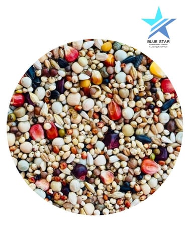 بهجه الخلطة البلجيكية