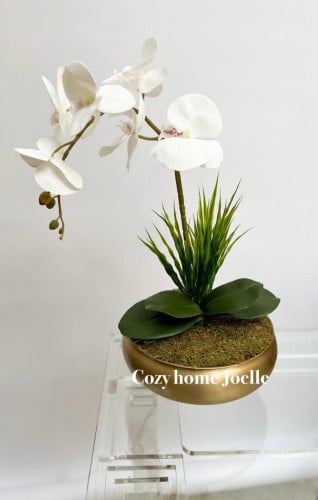 فازة اوركيد