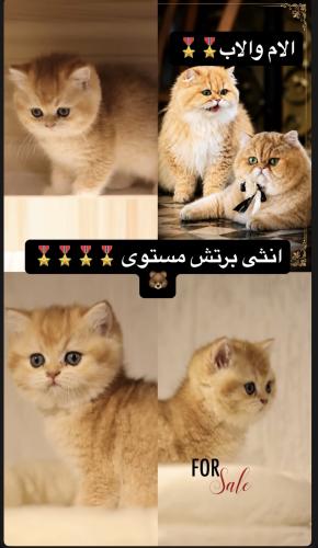 انثى برتش شعر قصير