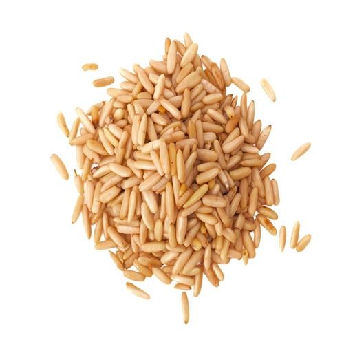 صنوبر باكستاني