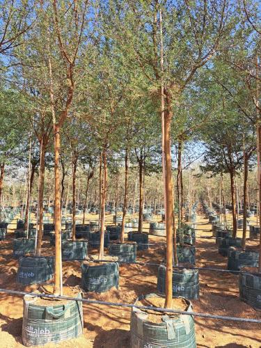 أكاسيا نيلوتكا - طلح نيليAcacia nilotica طول 3-4 م...
