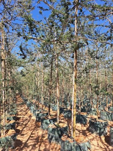 أكاسيا جيراردي طلح Acacia gerrardii طول 3-4 متر