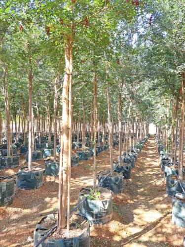 لوز هنديpithecellobium dulce طول 3-4 متر