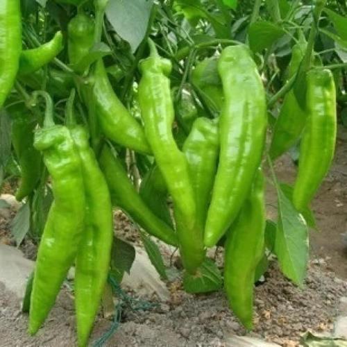 فلفل طرشي 50 بذرة هجين F1